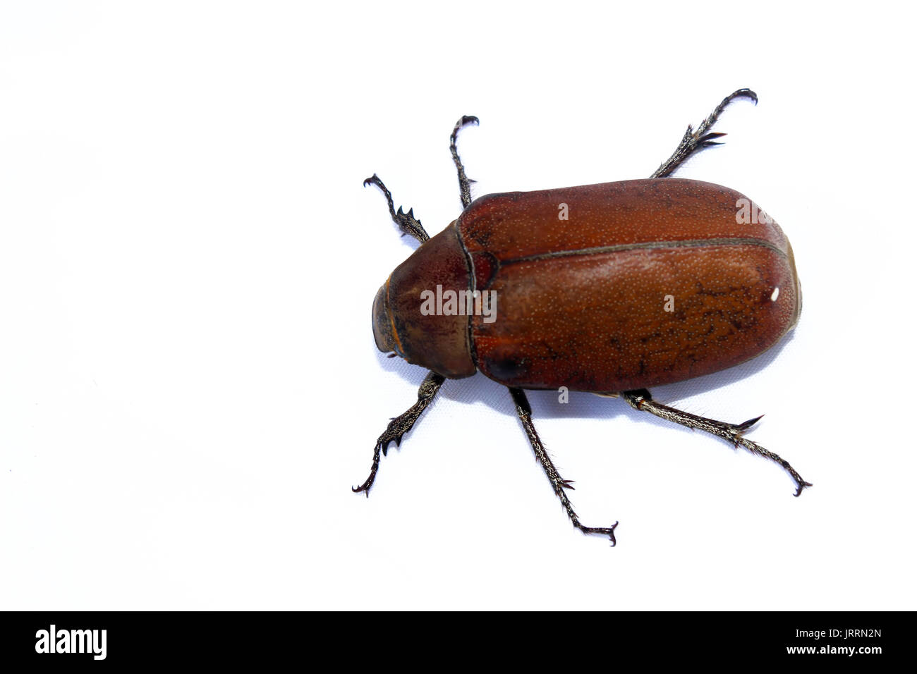 Japanese water beetle hi-res stock photography and images - Alamy