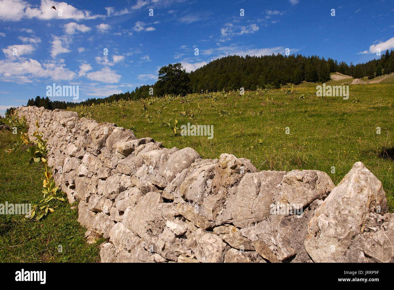 Jura Mountains landscape, Les Rousses, La Dôle mountain, Franche-Comté, Jura, (France) Stock Photo