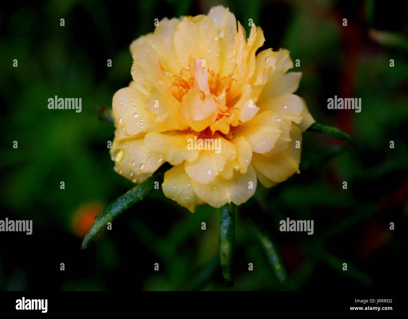 close-up - macro - view of a beautiful yellow color small moss rose - Portulaca - flower fond in a home garden in Sri Lanka Stock Photo