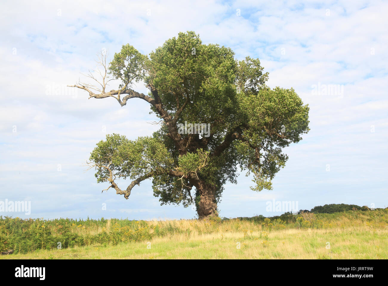 Native english black poplar tree populus nigra hires stock photography
