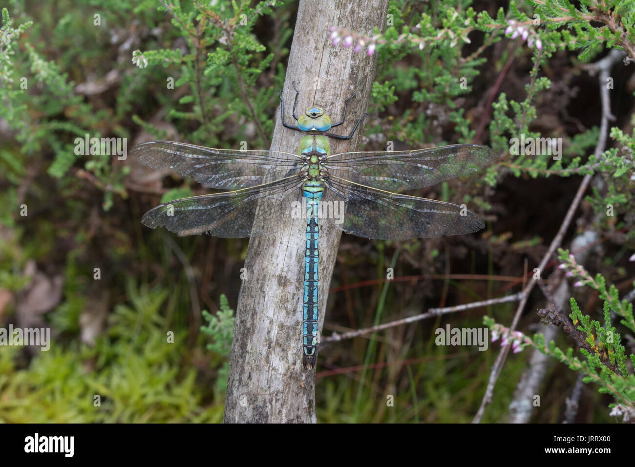 Close-up of emperor dragonfly (Anax imperator) in heathland habitat Stock Photo