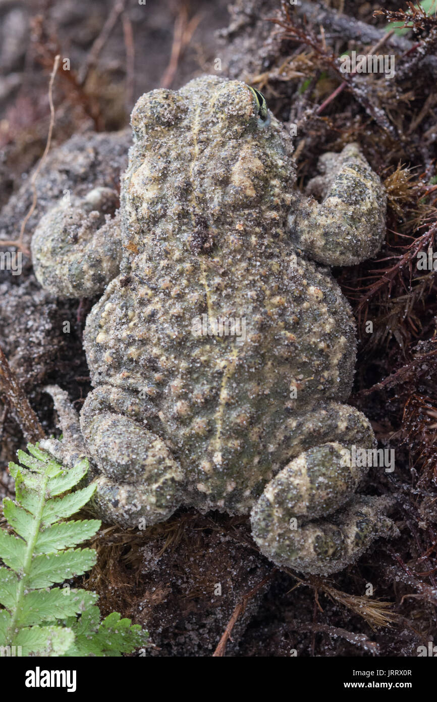 Close-up of natterjack toad (Bufo calamita or Epidalea calamita) Stock Photo
