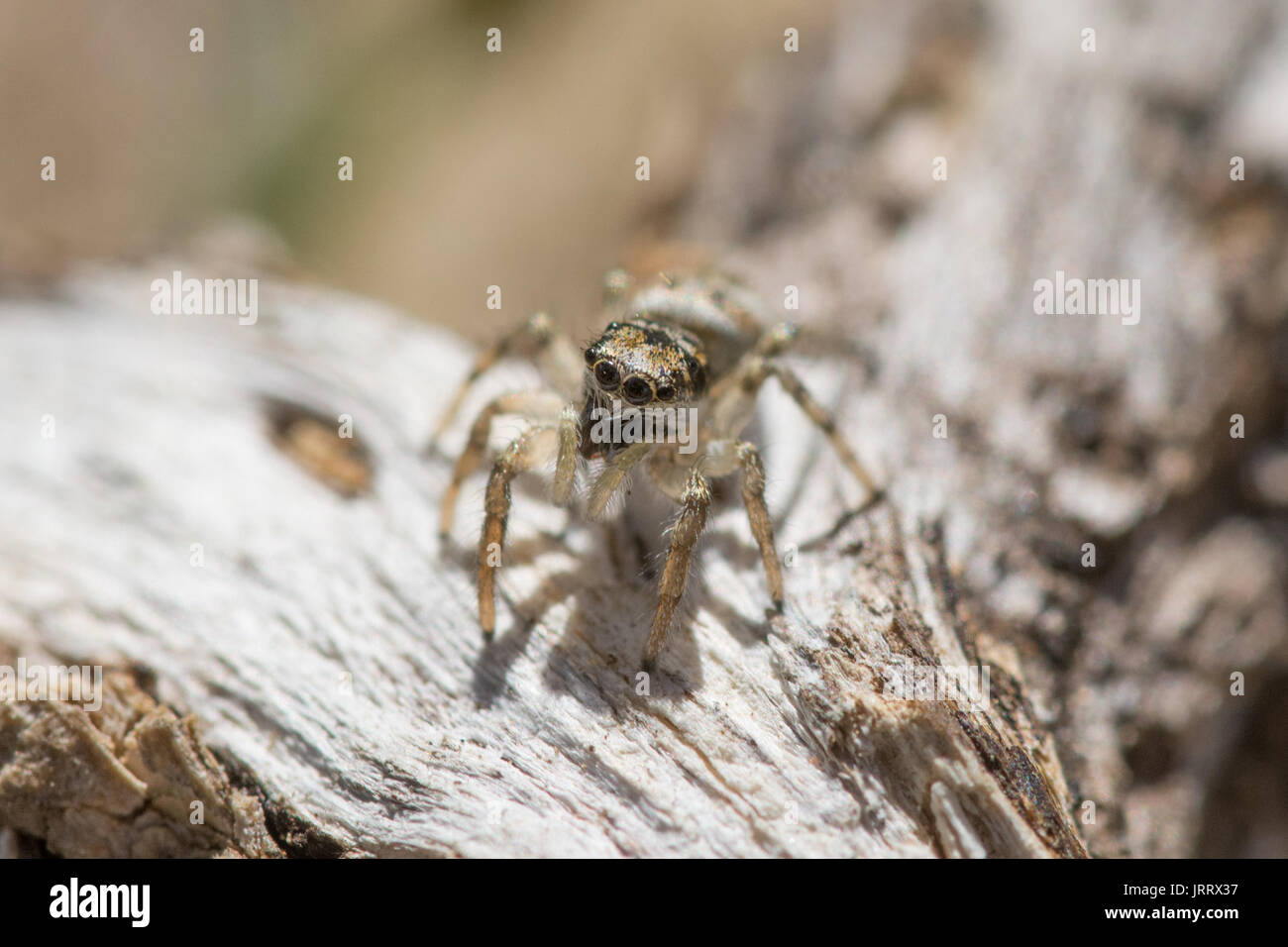 Close-up of zebra jumping spider (Salticus scenicus), Surrey, UK Stock Photo