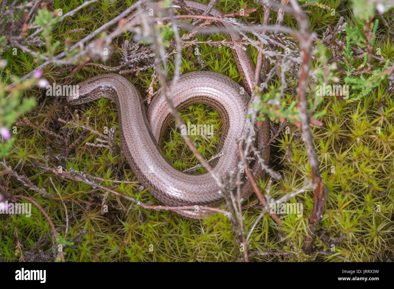 Close-up of slow worm (Anguis fragilis) on moss in heathland in Surrey, UK Stock Photo