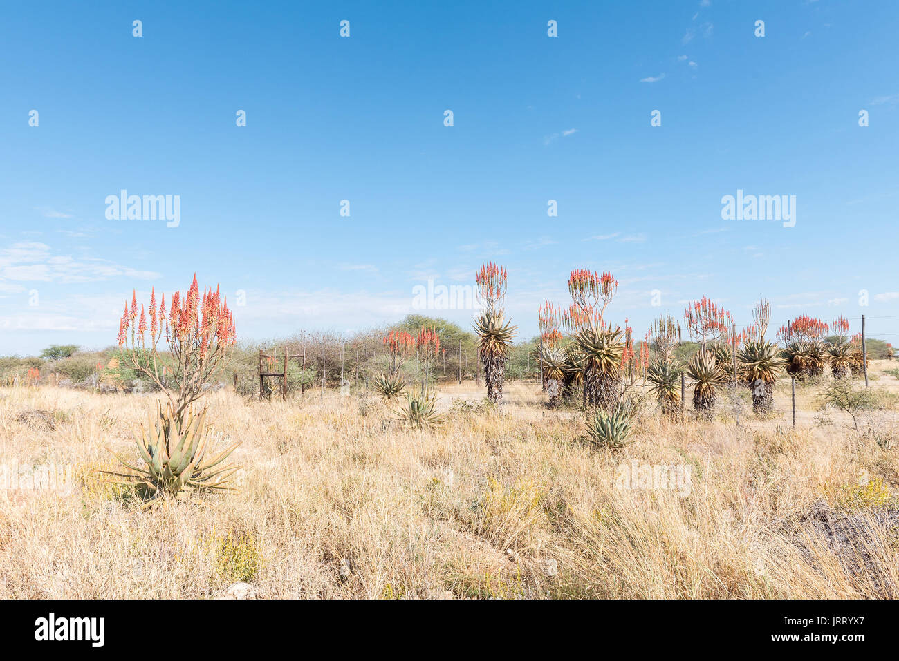 Flowering Windhoek or Mountain Aloes, Aloe littoralis, growing next to the B1-road north of Otjiwarongo in the Otjozondjupa Region of Namibia Stock Photo
