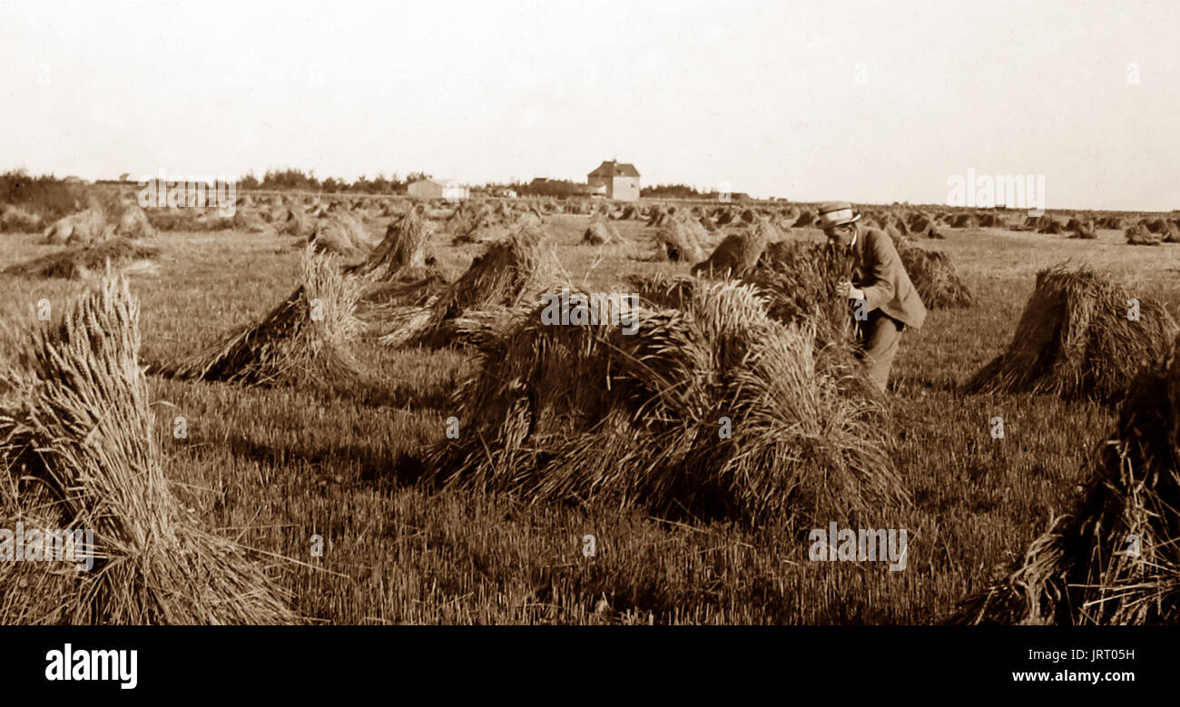 A wheat field on the Prairies, Canada, early 1900s Stock Photo