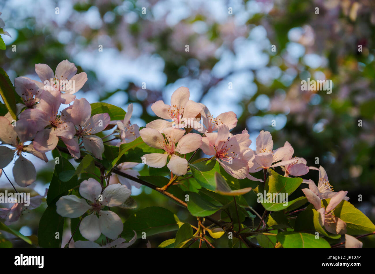 Trees with fragrant flowers hires stock photography and images Alamy