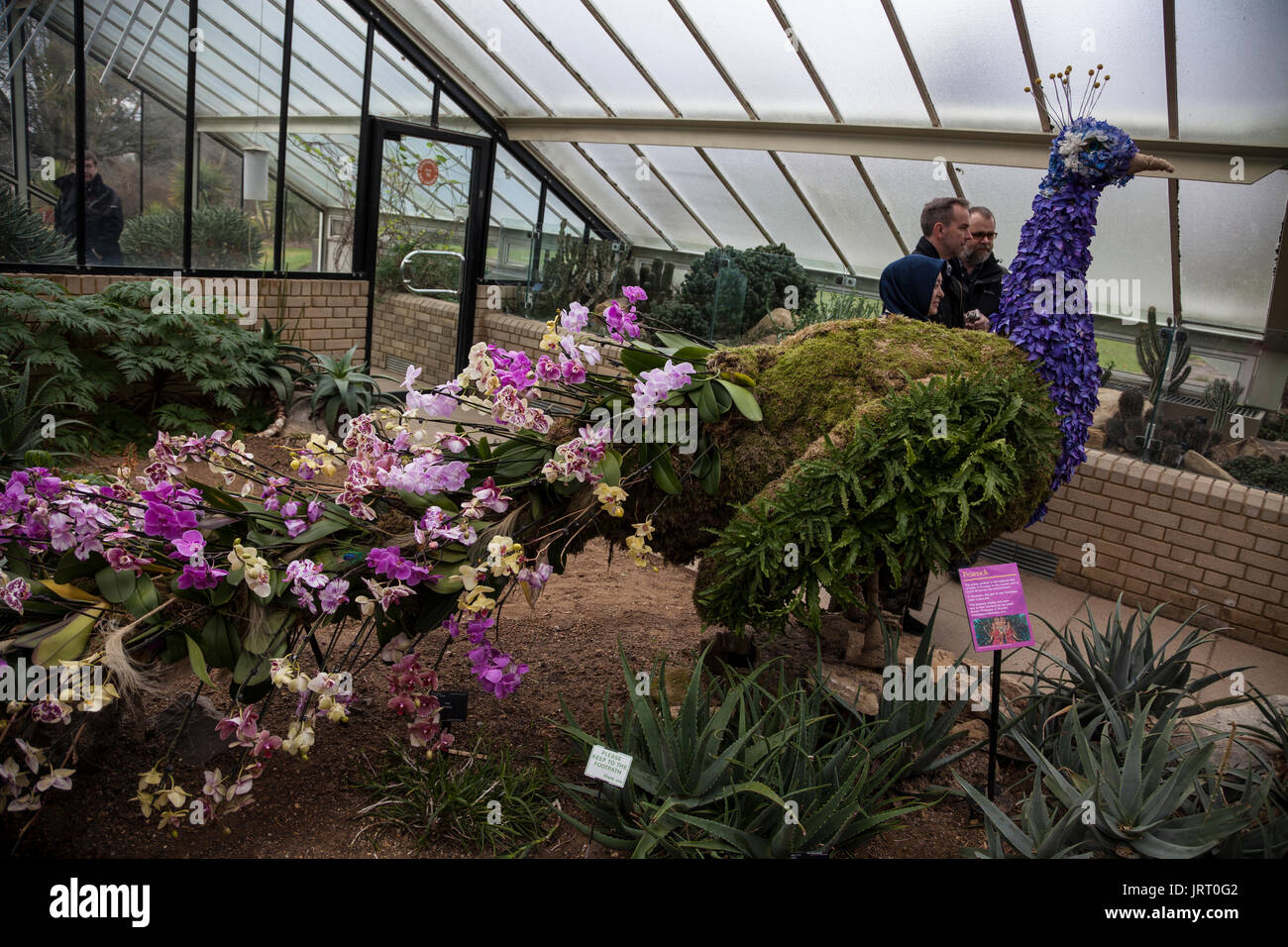 Peacock made out of orchids at the Orchid festival in Kew Gardens 2017 Stock Photo