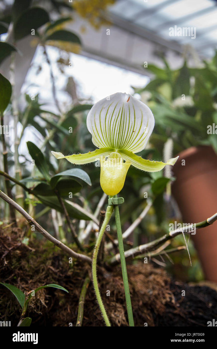 Slipper orchid Paphiopedilum Maudiae at the Orchid festival in Kew Gardens 2017 Stock Photo