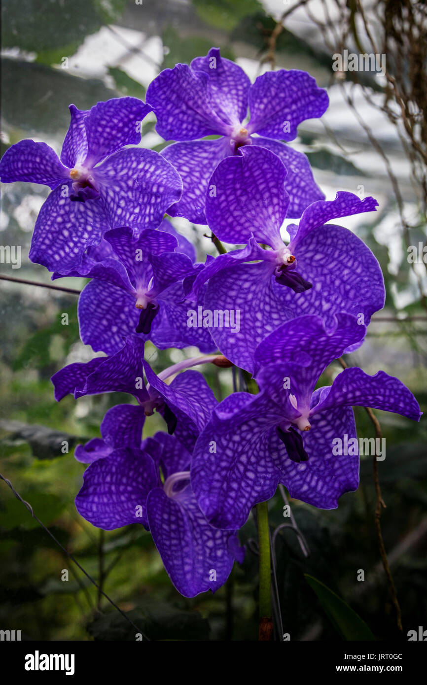 Vanda Pachara Delight orchid at the Orchid festival in Kew Gardens 2017 Stock Photo