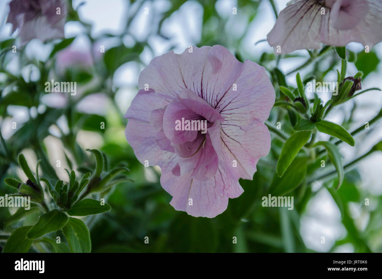 Ornamental garden beautiful bush of blooming pink petunias with green leaves on a background of green leaves Stock Photo