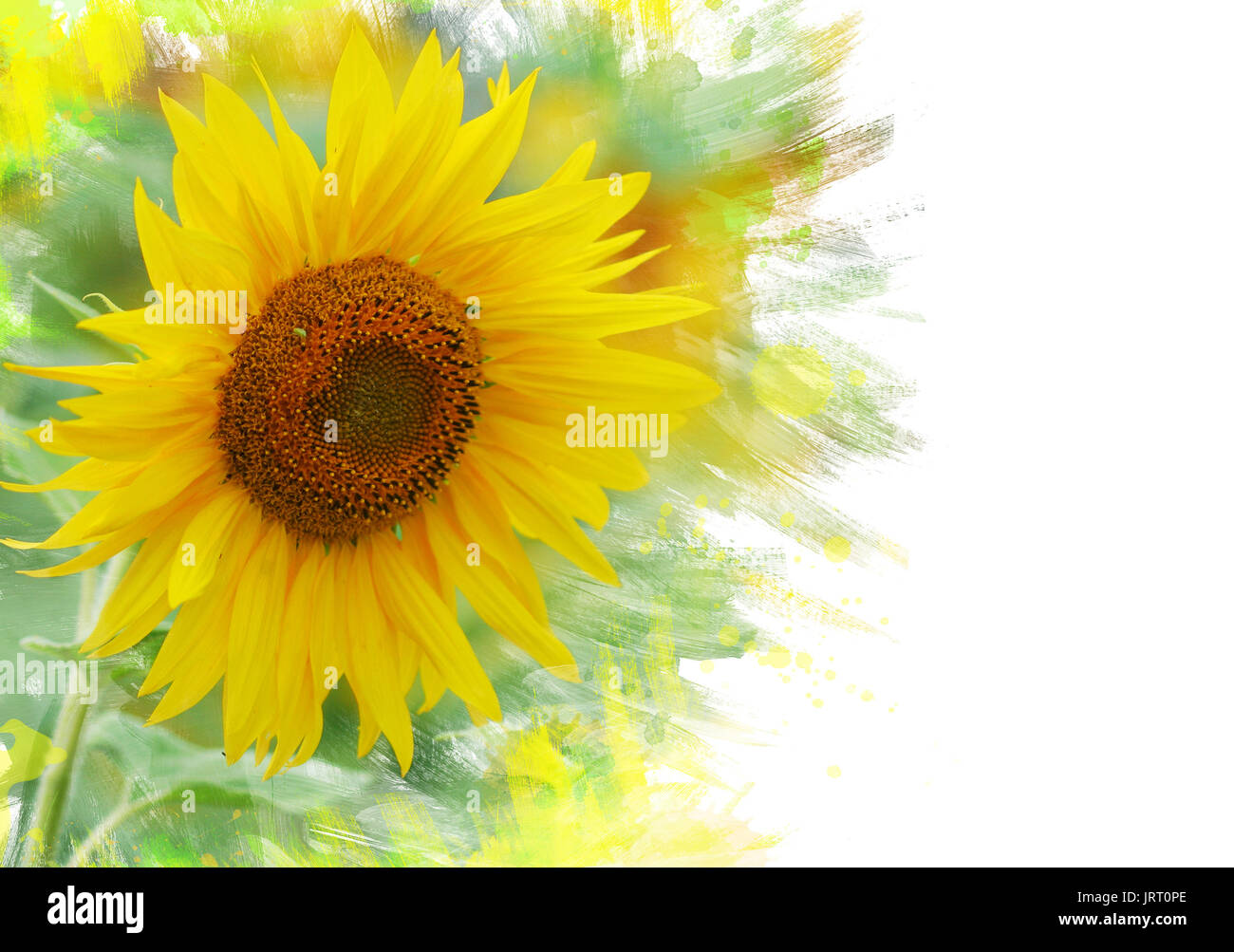 Close up of sunflower. Watercolor effect Stock Photo Alamy