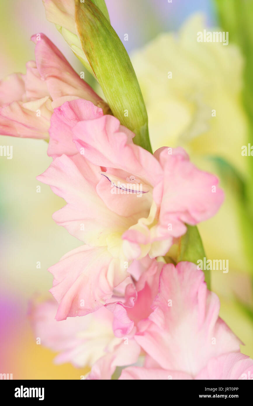 Close-up of gladiolus flower Stock Photo