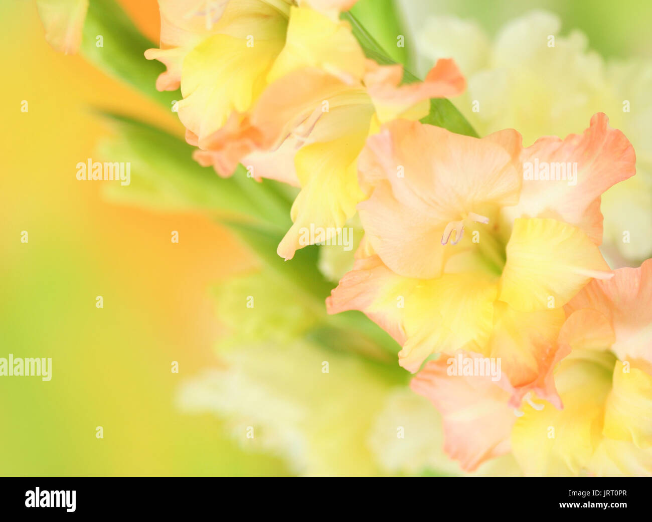 Close-up of gladiolus flower on colorful background Stock Photo