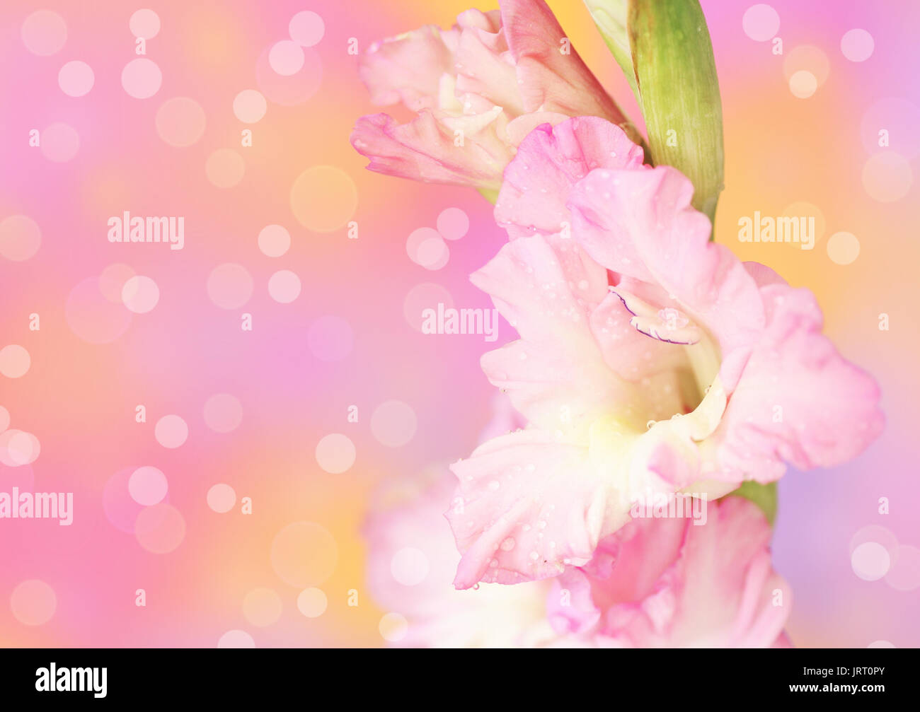 Close-up of gladiolus flower on defocused background Stock Photo
