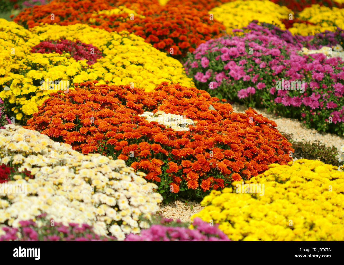Chrysanthemum fields hi-res stock photography and images - Alamy