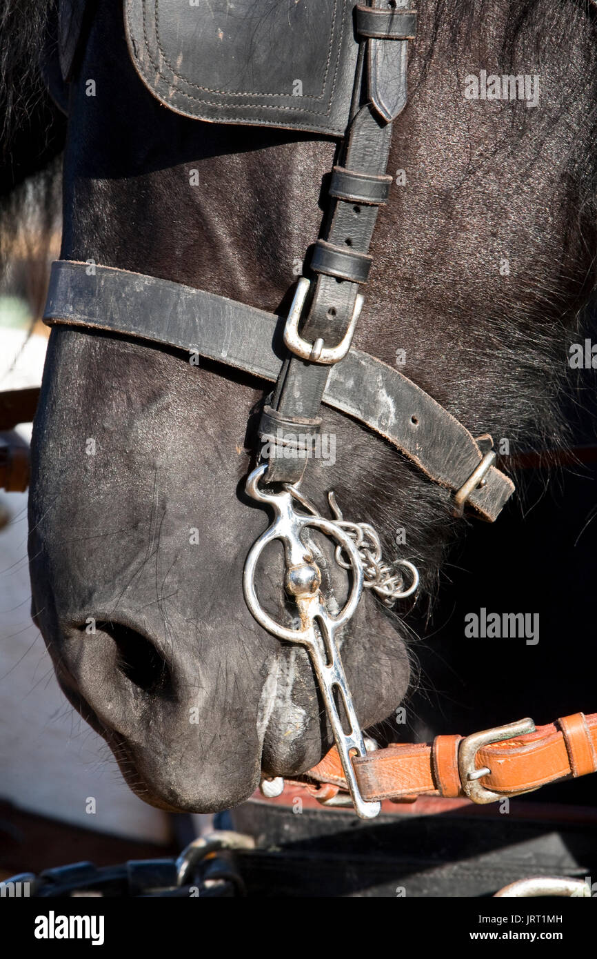 Palma Horse Head Accent
