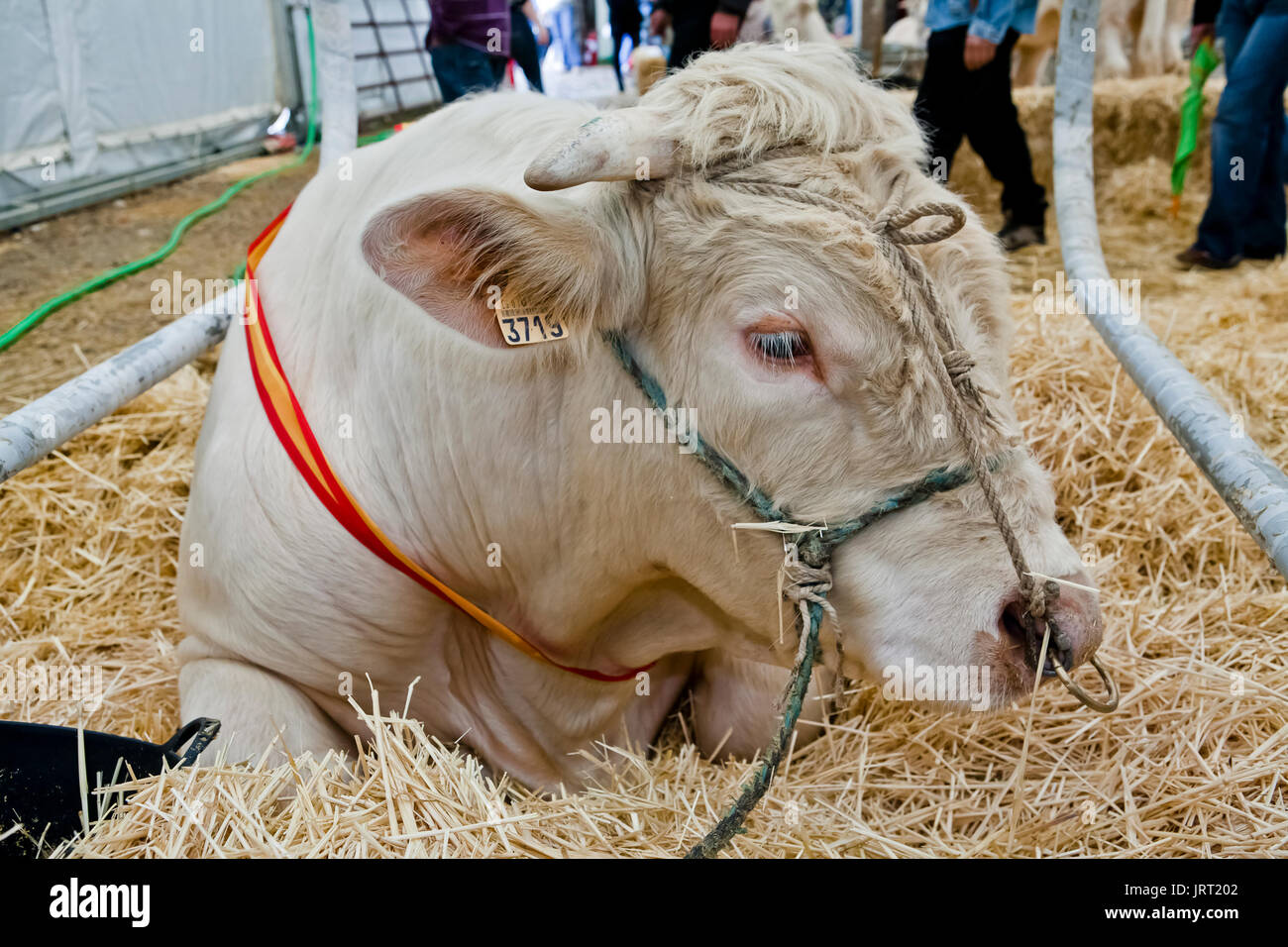 Bull beef breed Charolais, is a race that has a very good meat conformation, Pozoblanco, Cordoba province, Andalusia, Spain Stock Photo