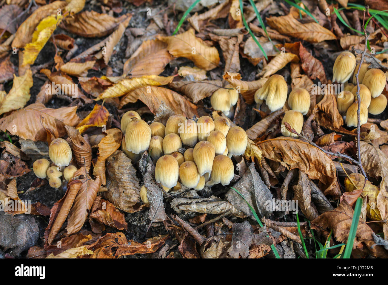 close up of forest mushrooms in autumn Stock Photo