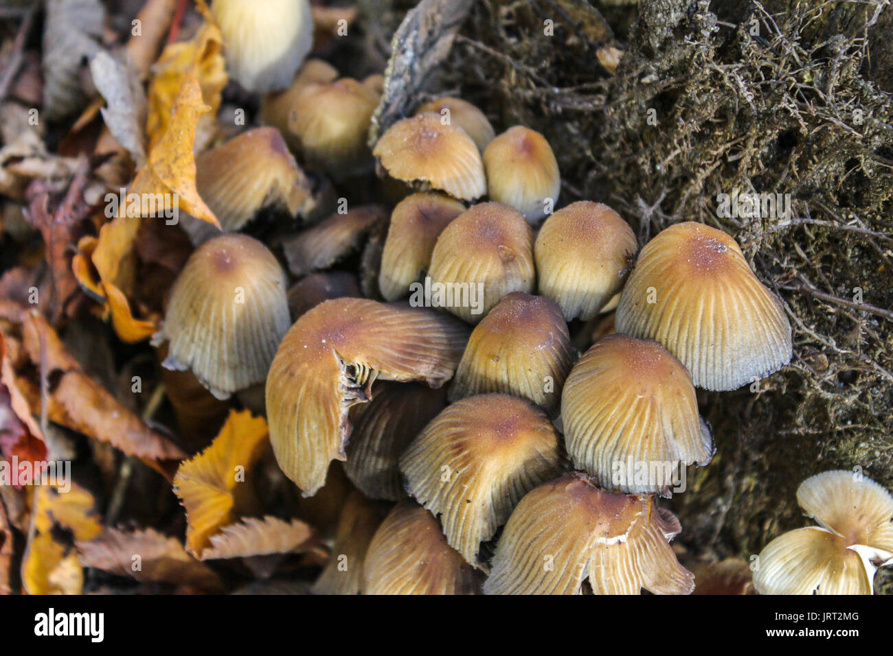 Forest mushrooms in woodland in autumn Stock Photo