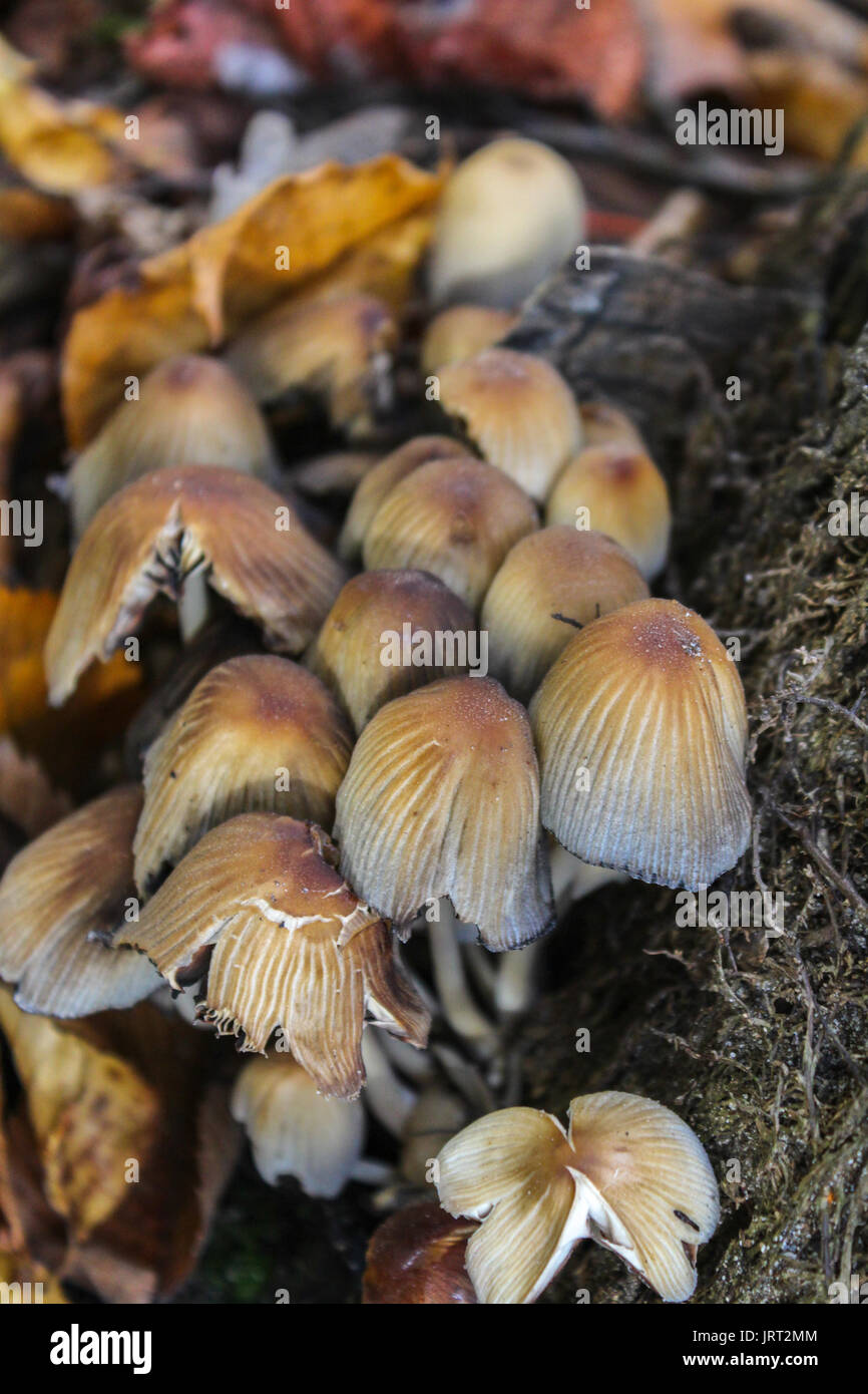 close up of forest mushrooms in autumn Stock Photo