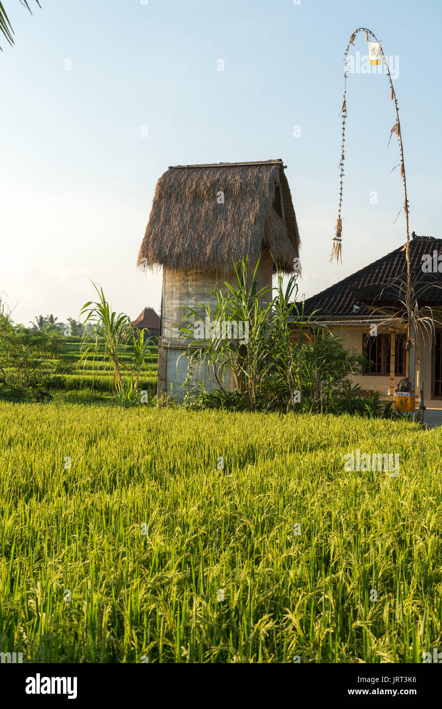 Rice field in Bali Stock Photo - Alamy
