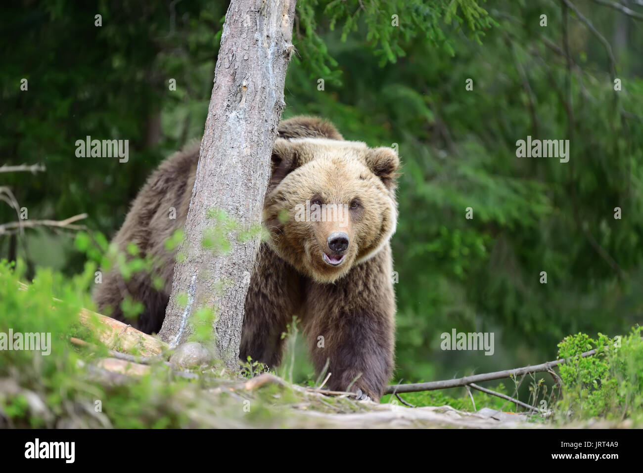 Big brown bear in the forest Stock Photo - Alamy