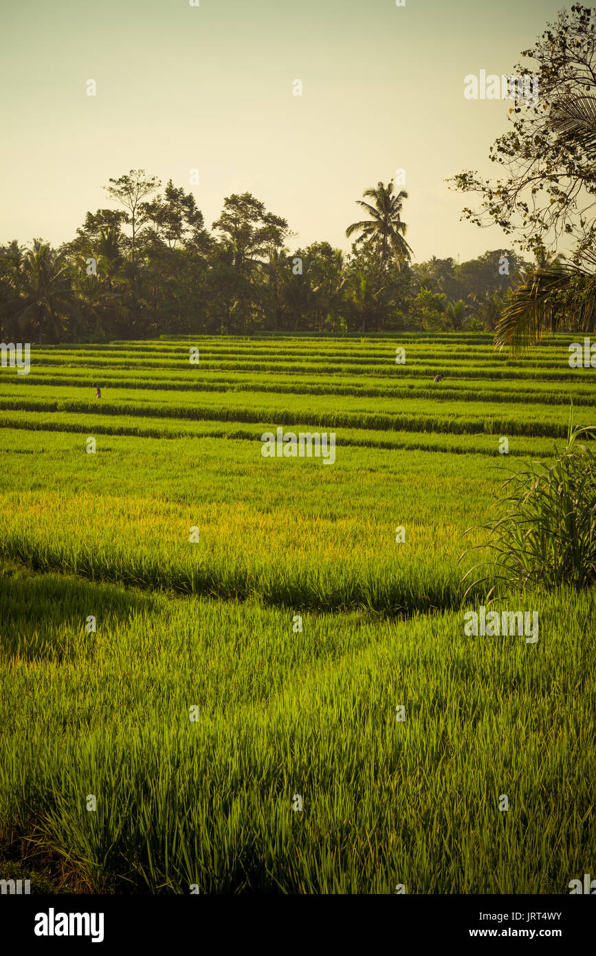 Rice field in Bali Stock Photo - Alamy