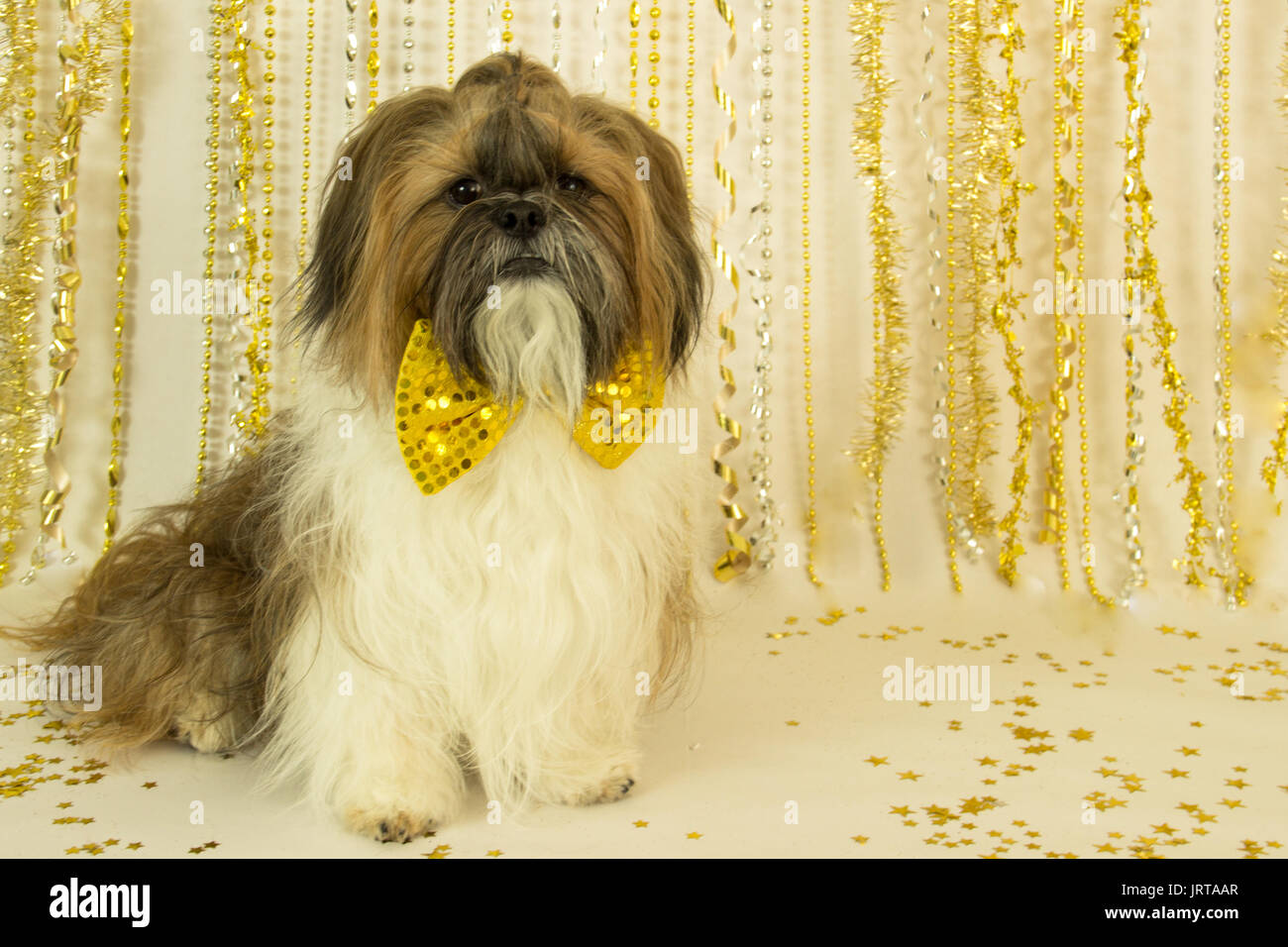 shih tzu with bow tie