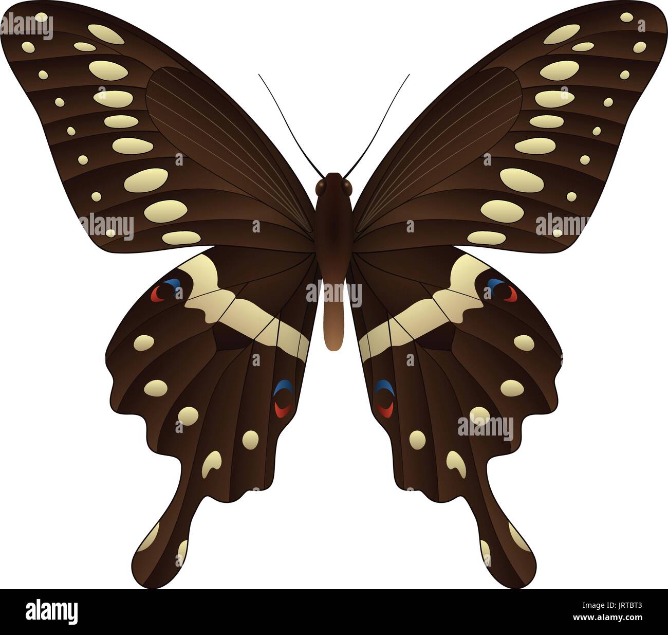 Beautiful butterfly isolated on a white background Stock Vector Image ...