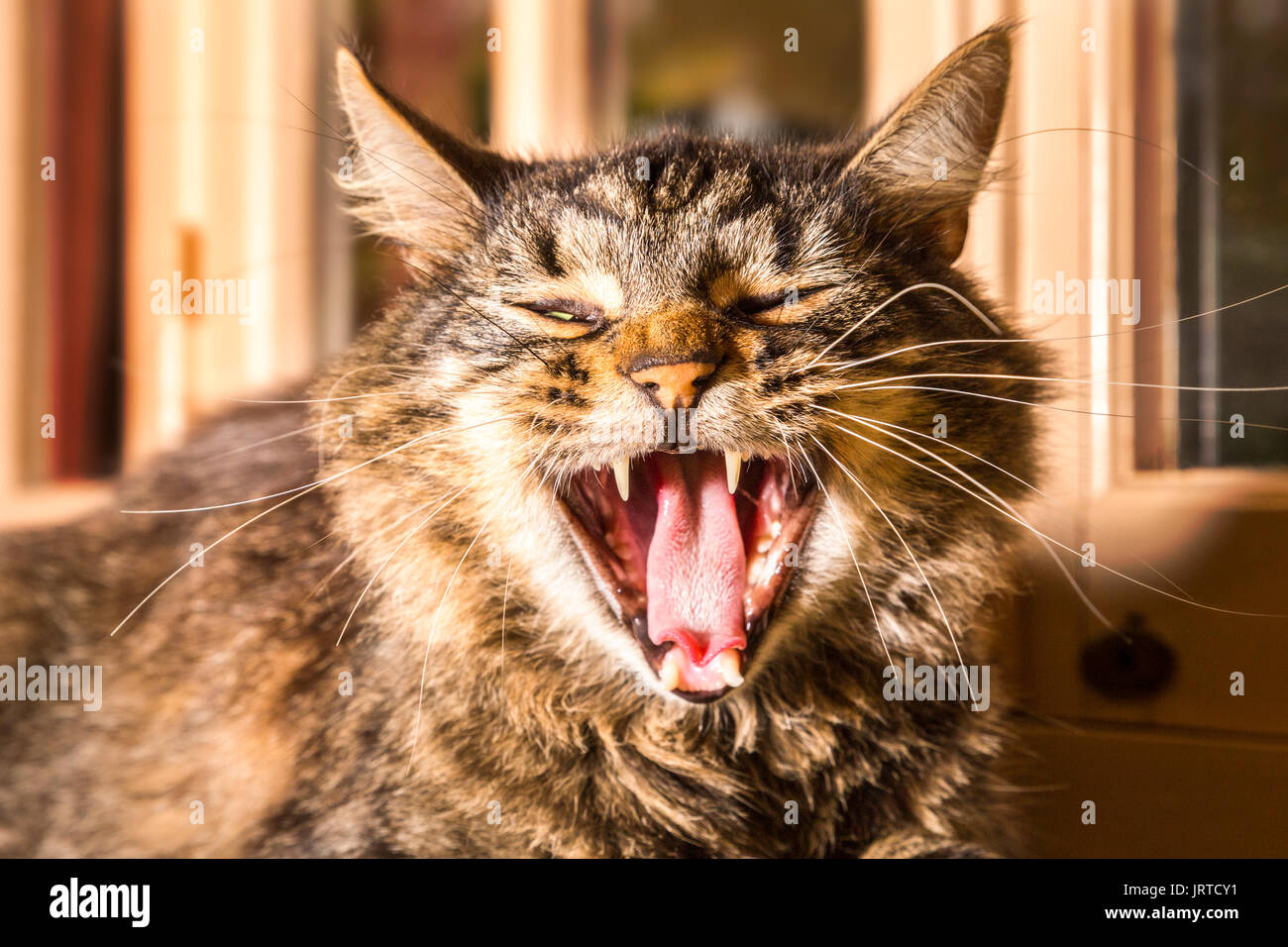 Close up of yawning, contented tortoiseshell cat, sitting on the back ...