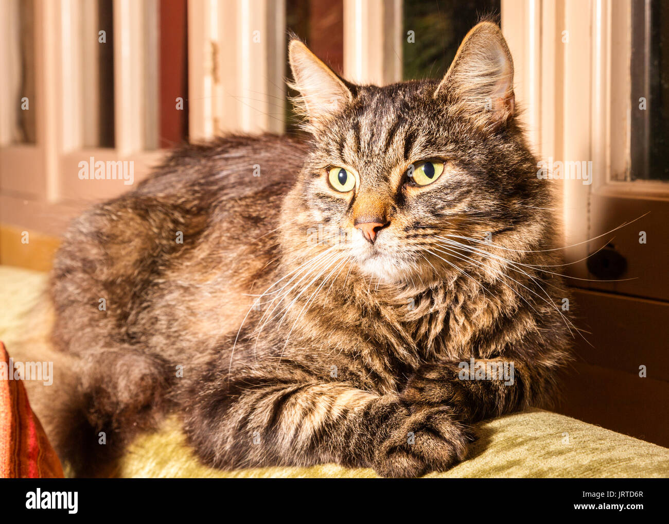Contented tortoiseshell cat, sitting on the back of the sofa in front of windows. Stock Photo