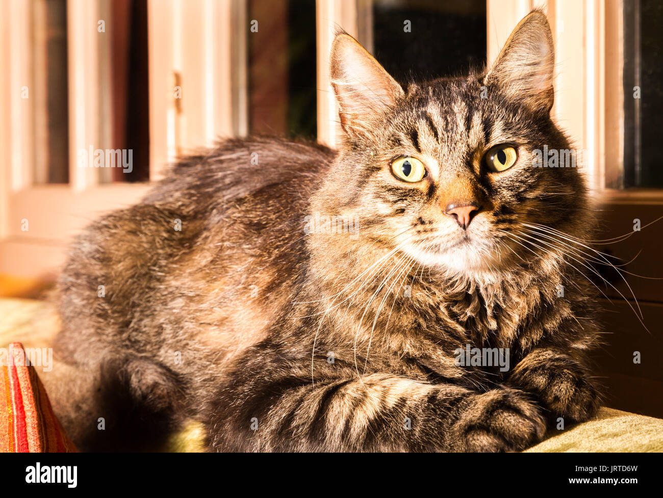 Contented tortoiseshell cat, sitting on the back of the sofa in front of windows. Stock Photo