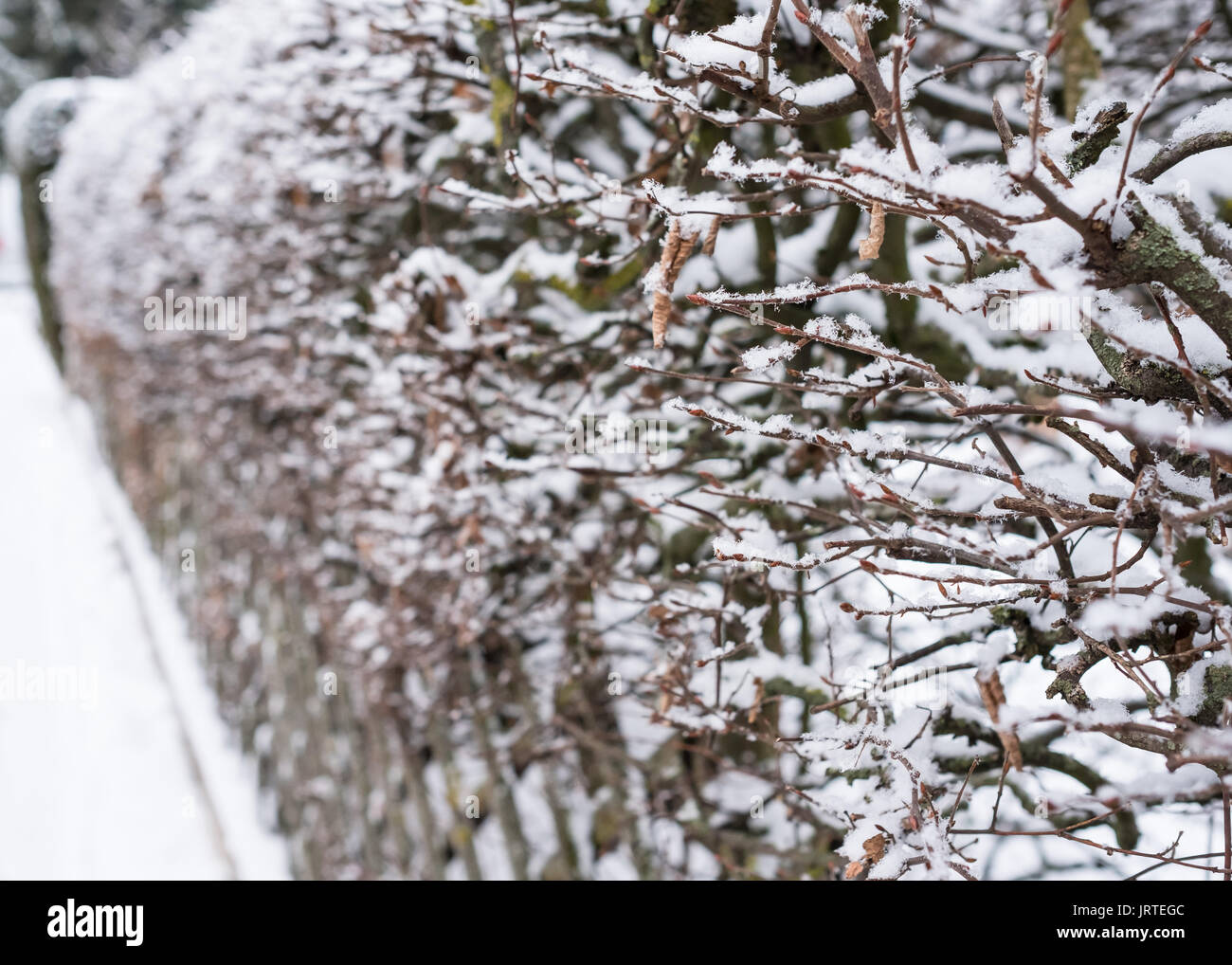 Snow and ice on a hornbeam (Carpinus betulus) hedge Stock Photo
