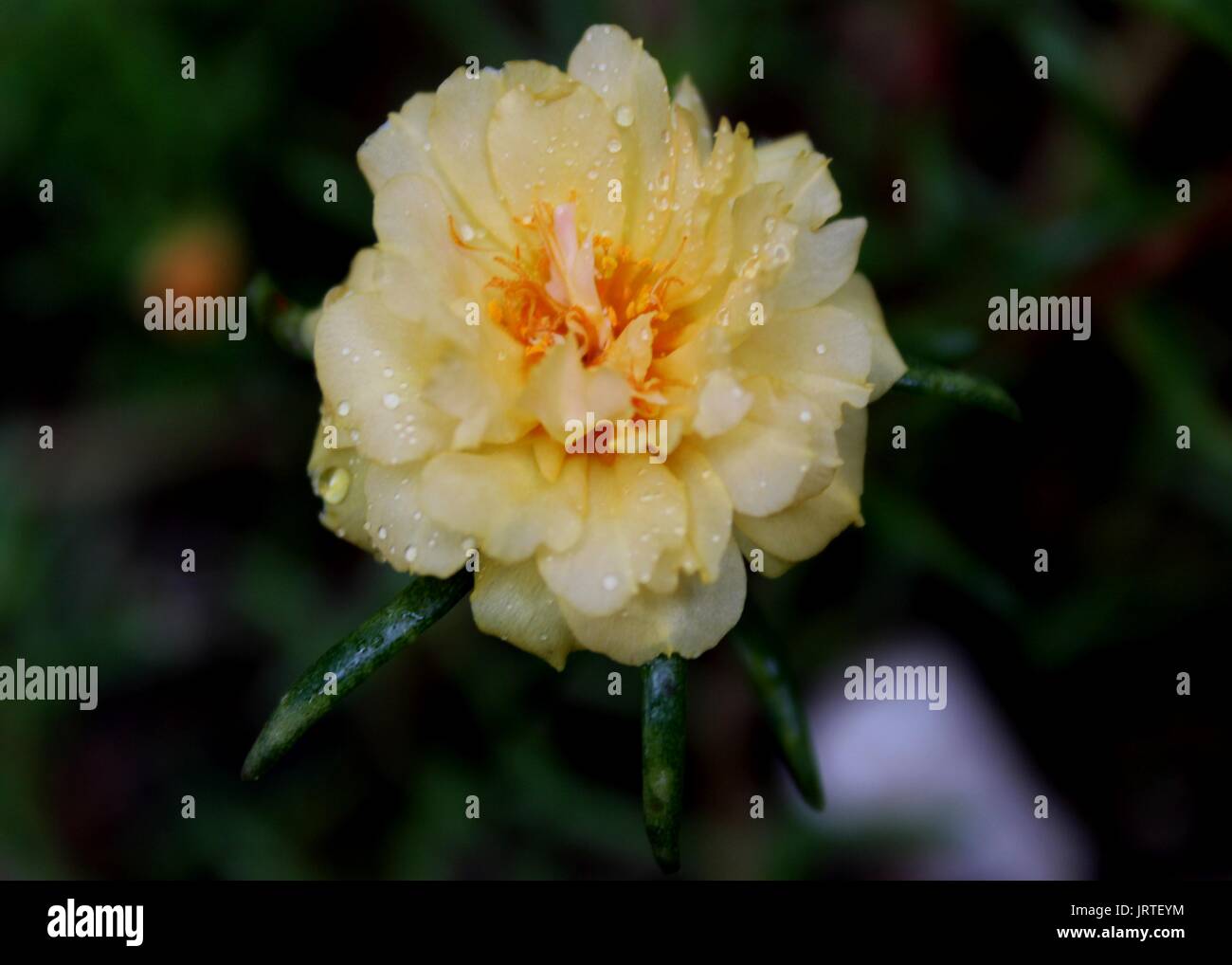 close-up - macro - view of a beautiful yellow color small moss rose - Portulaca - flower fond in a home garden in Sri Lanka Stock Photo