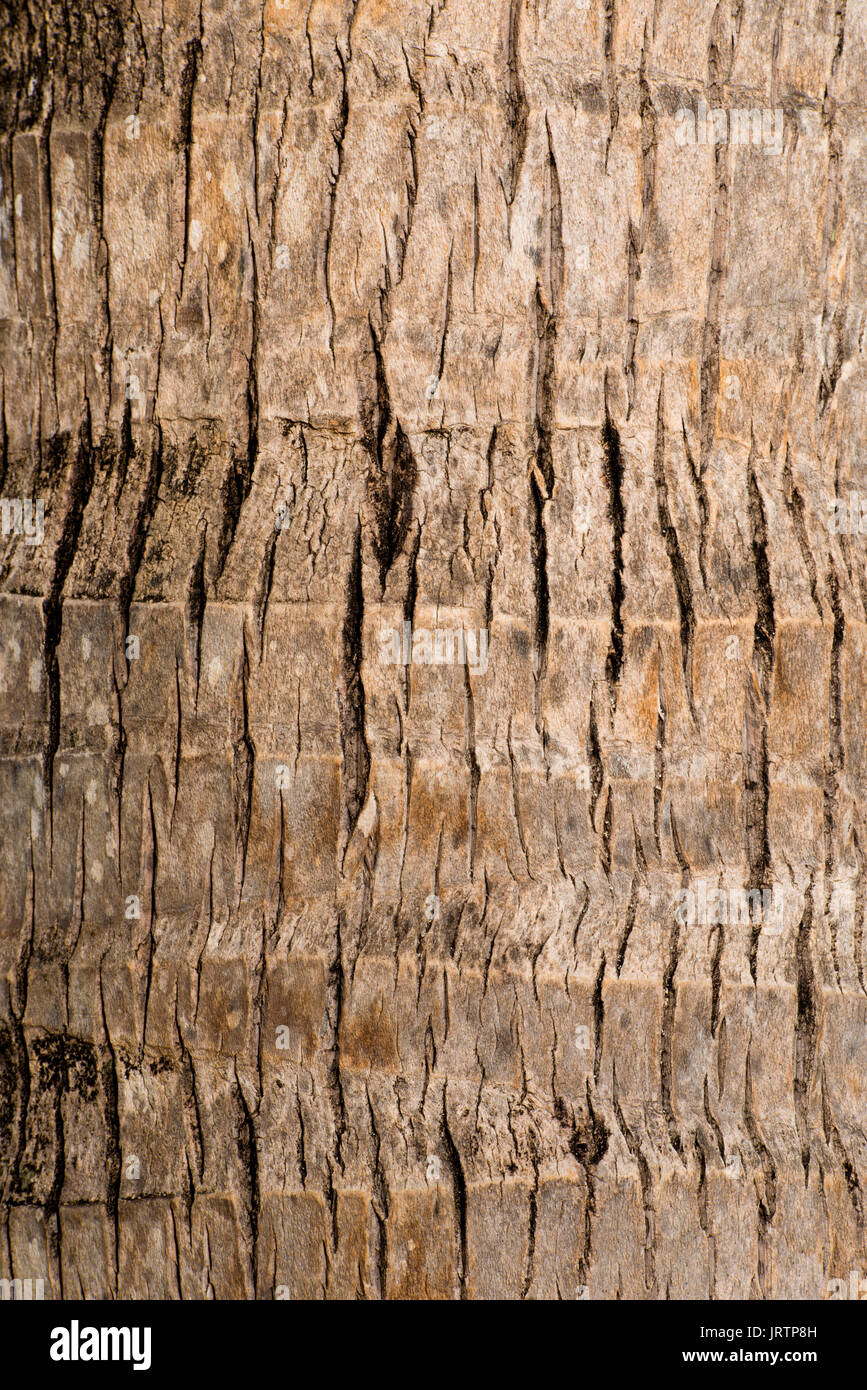 Rough brown palm tree wood bark natural texture background Stock Photo