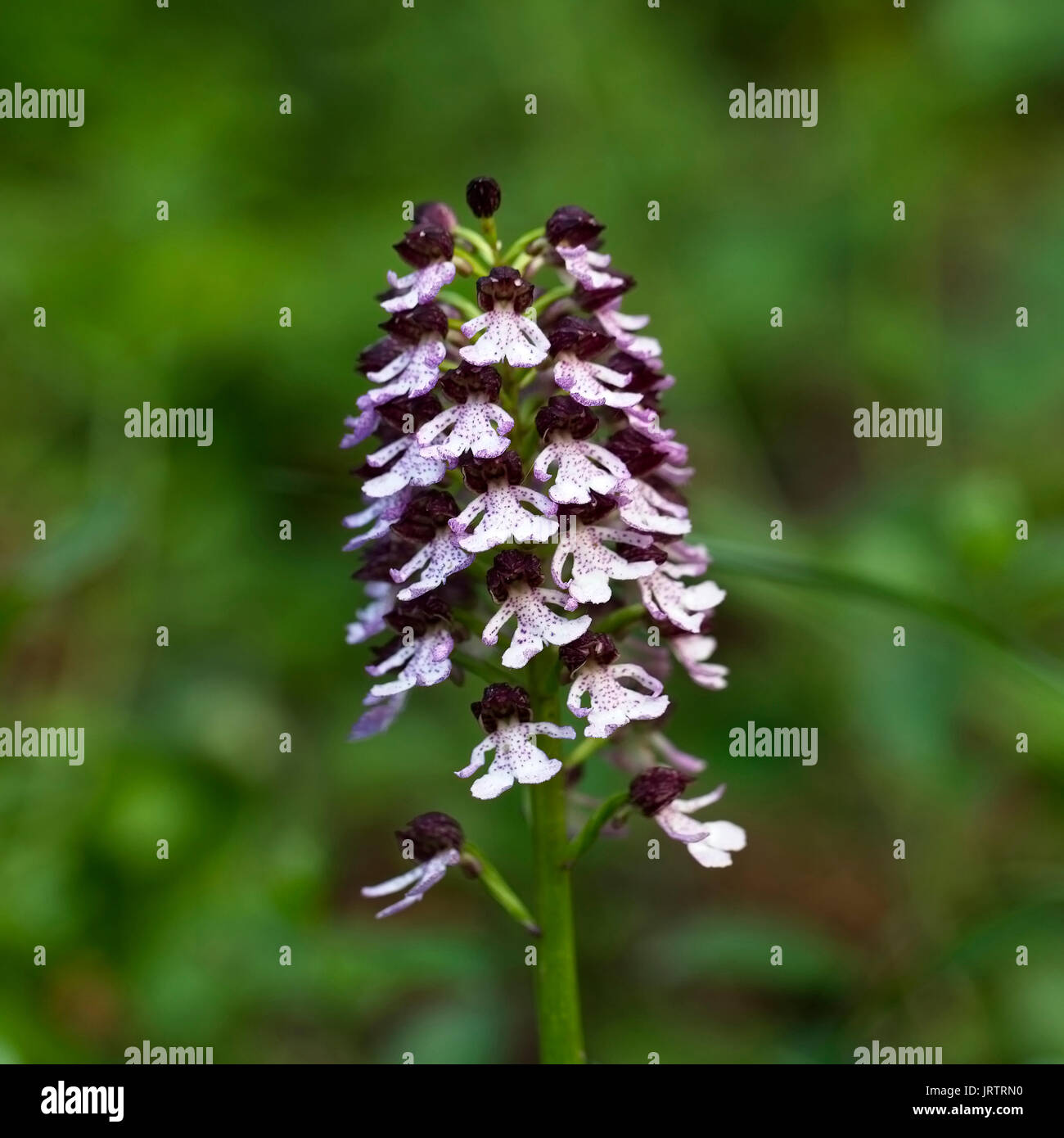 Lady Orchid (Orchis purpurea), Eifel Mountains, Germany. Stock Photo