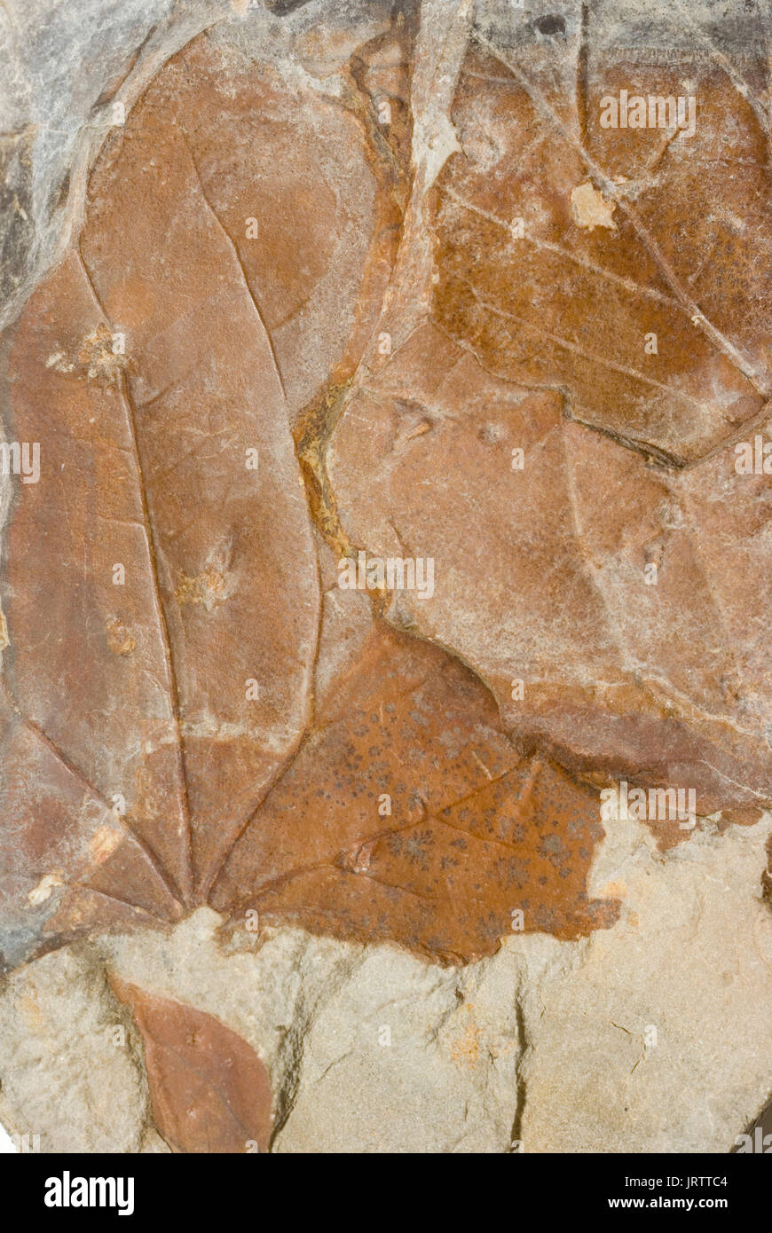 Fossil Leaves Stock Photo