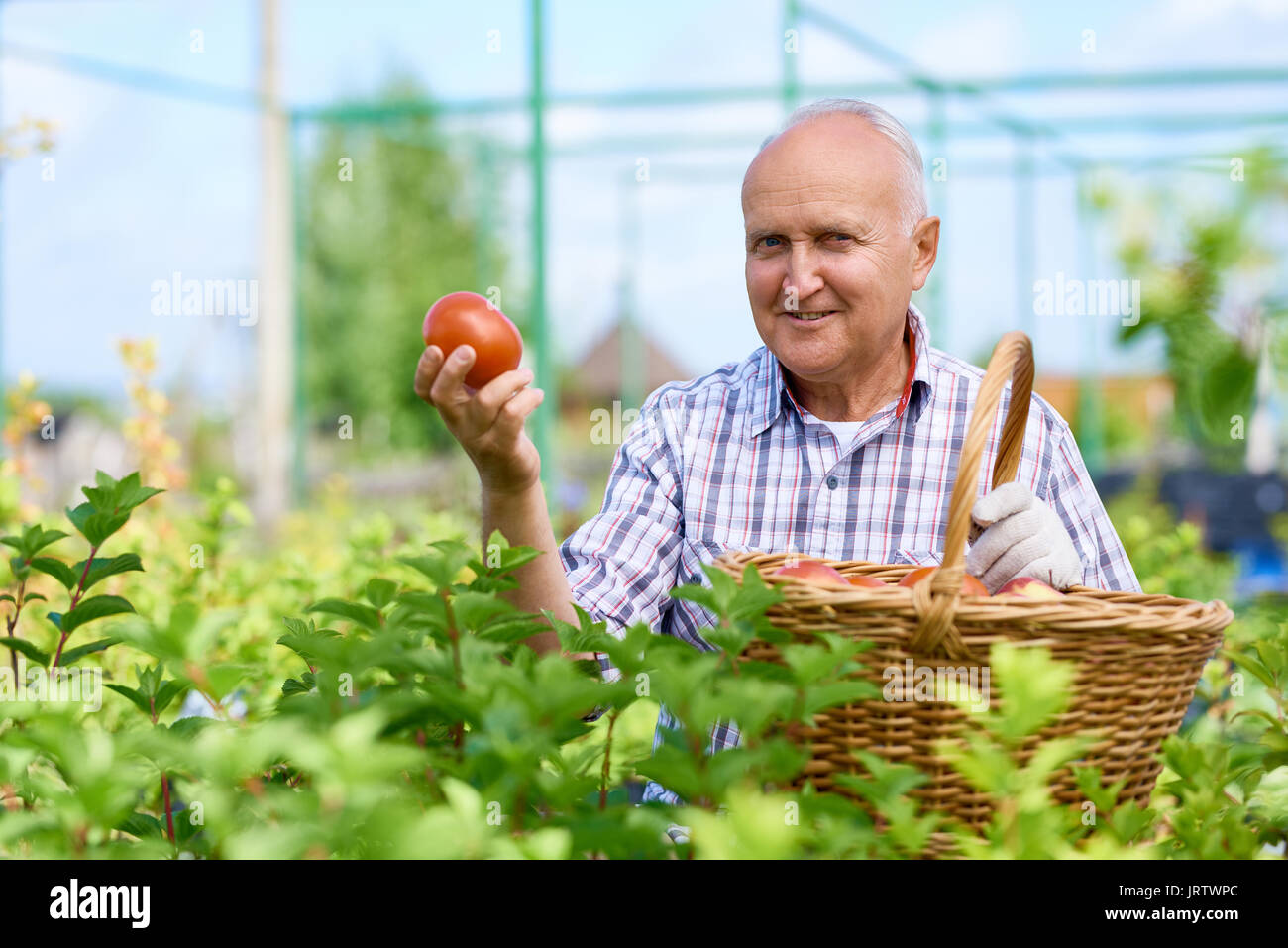 Proud Farmer Presenting Ripe Tomatoes Stock Photo - Alamy