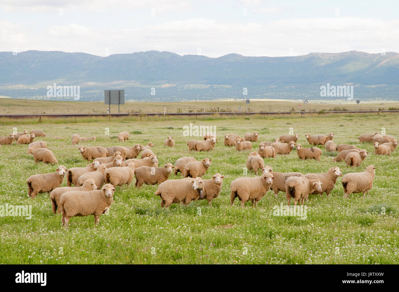 Flock of sheep. Alcudia valley, Ciudad Real province, Castilla La Mancha, Spain. Stock Photo