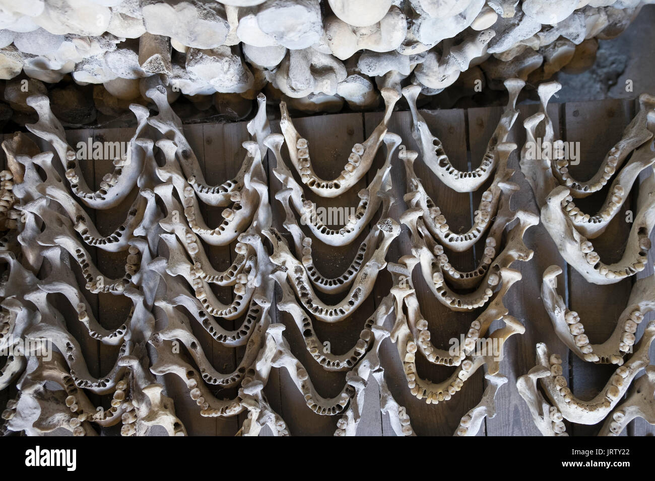 Human Bone Collection High Resolution Stock Photography and Images - Alamy