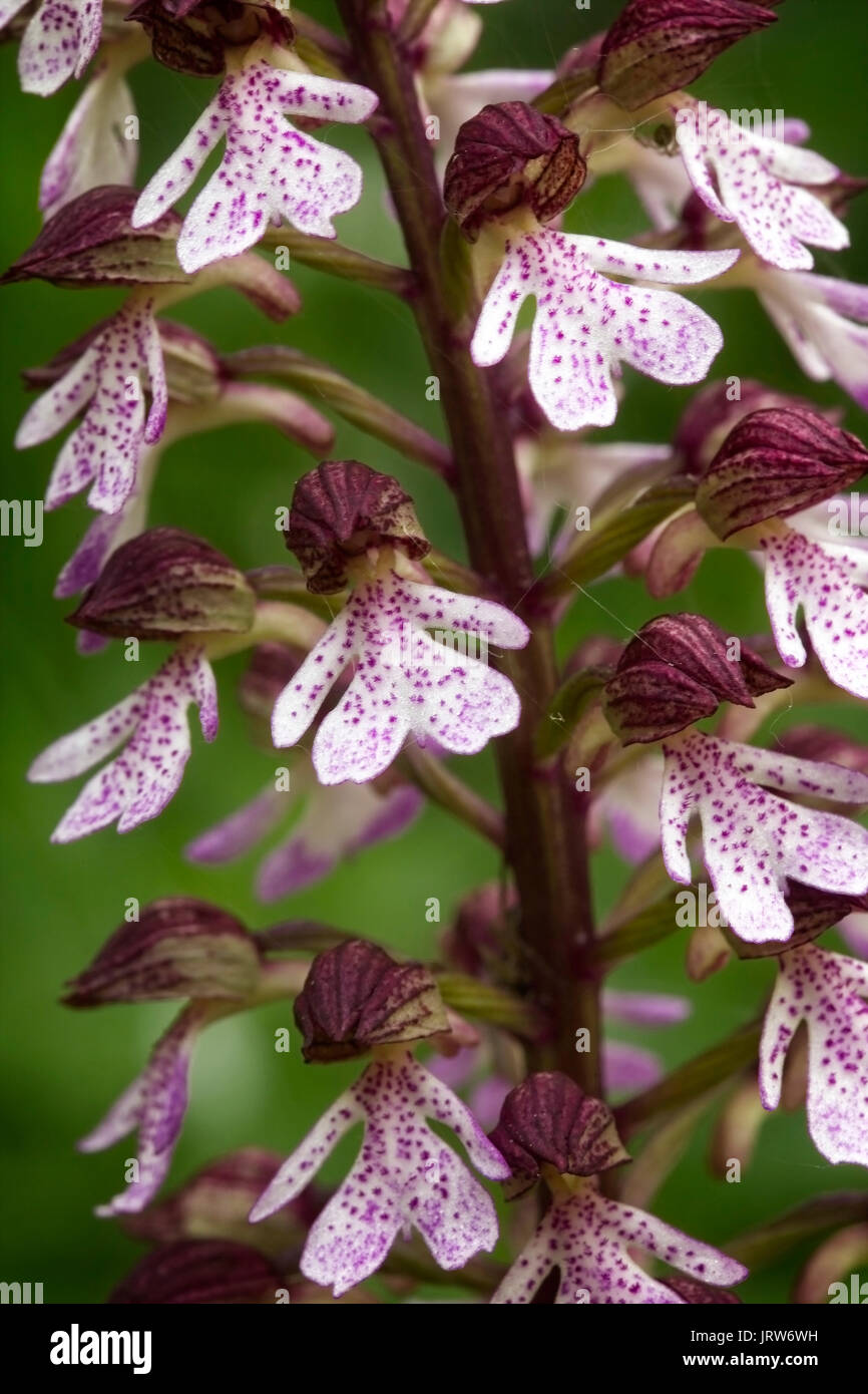 Lady Orchid (Orchis purpurea), close-up, Eifel Mountains, Germany. Stock Photo
