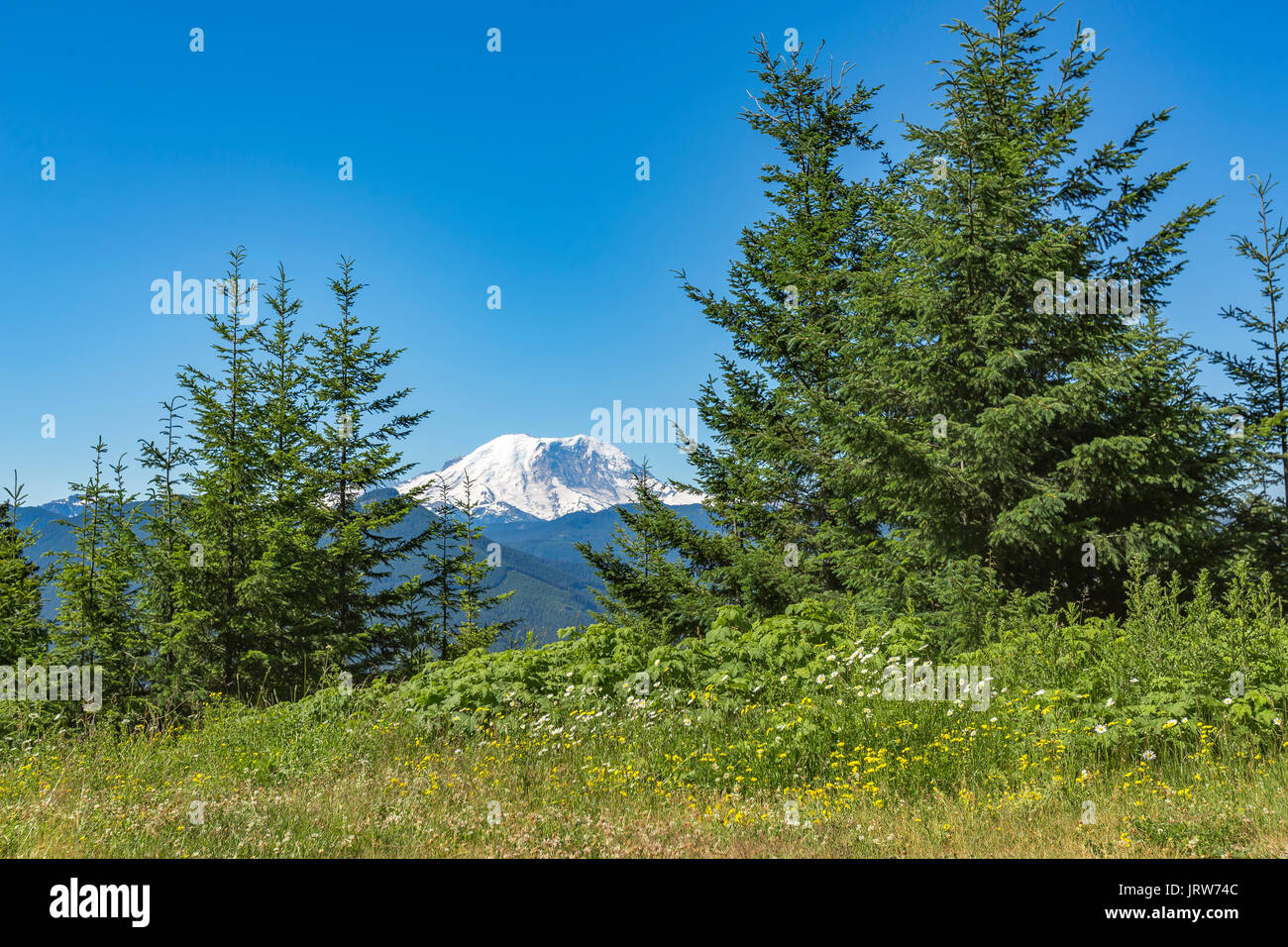 Mt. Rainier Washington State Park with trees and peaks. Hiking and