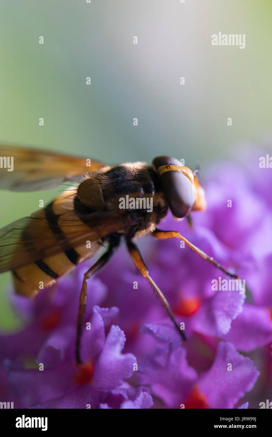 Honeybee Polinating Verbina Stock Photo