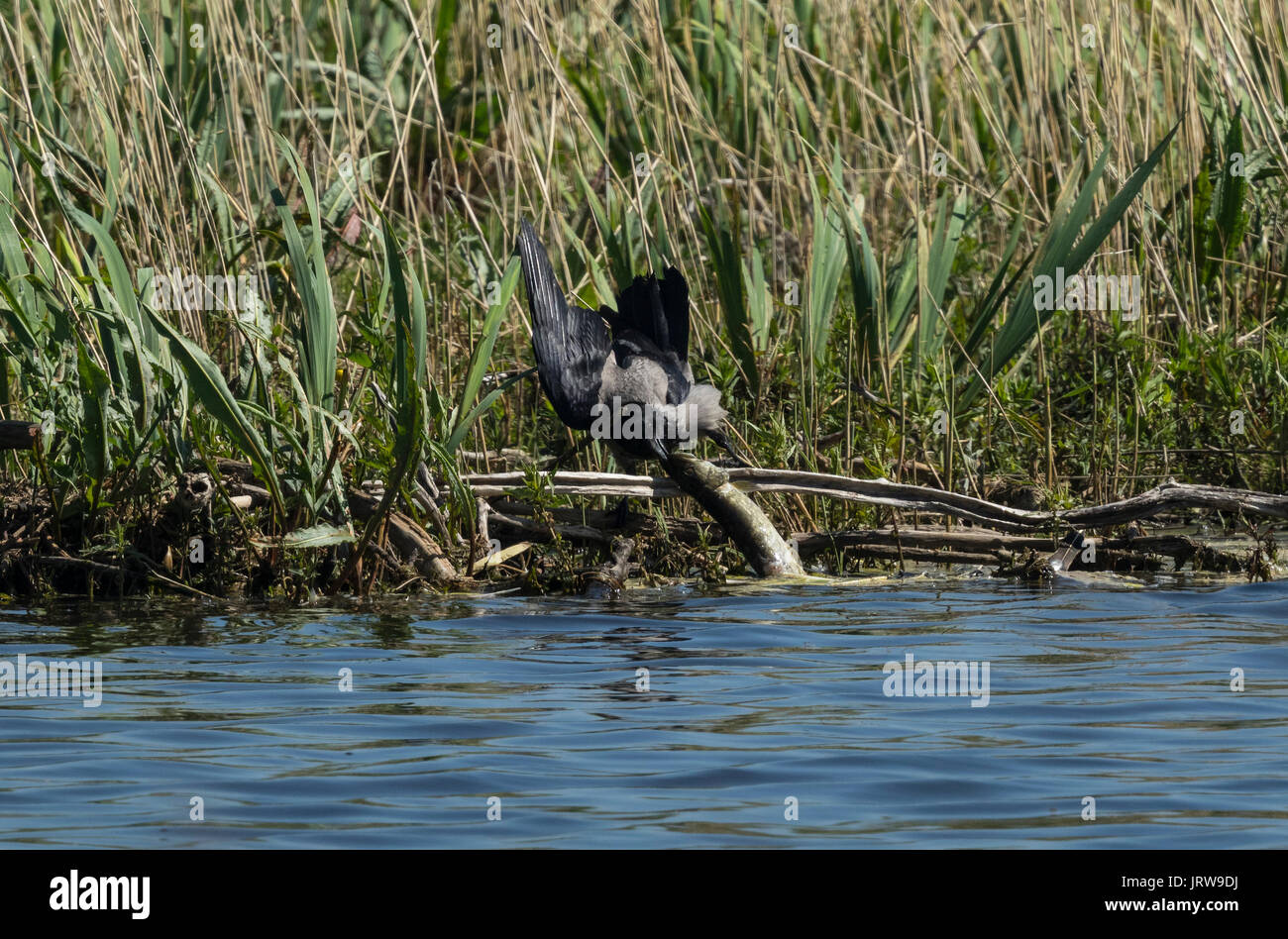 Hooded Crow (Corvus corone cornix) eating dead Northern pike (Esox lucius) Stock Photo
