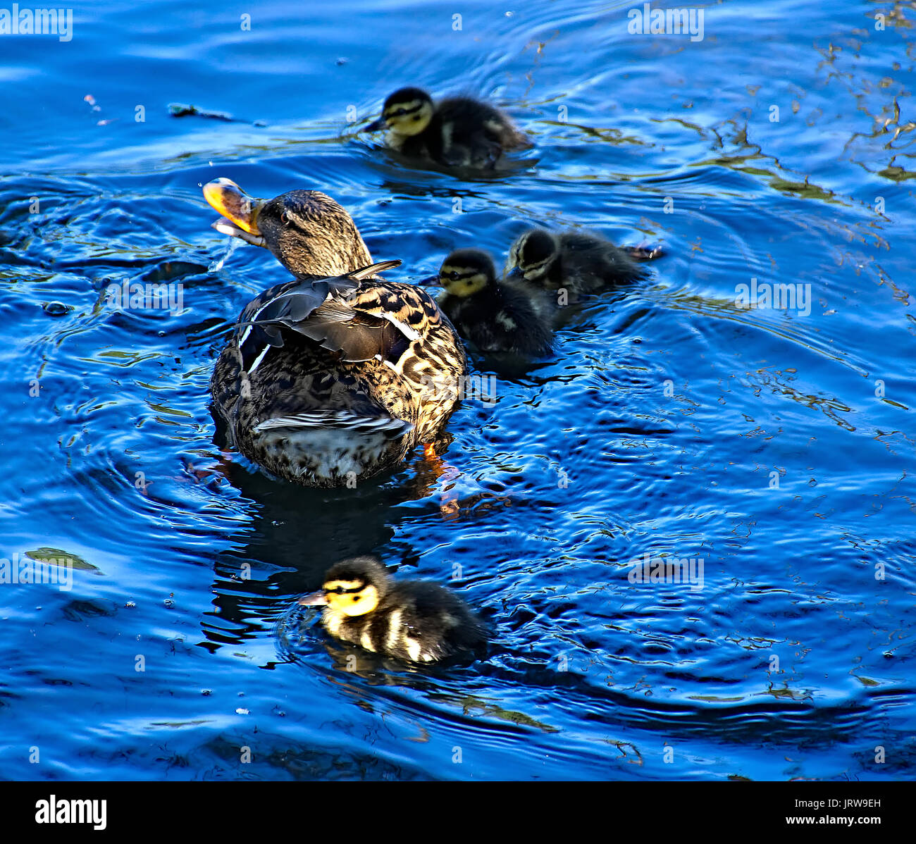 Duck with ducklings in water Stock Photo Alamy