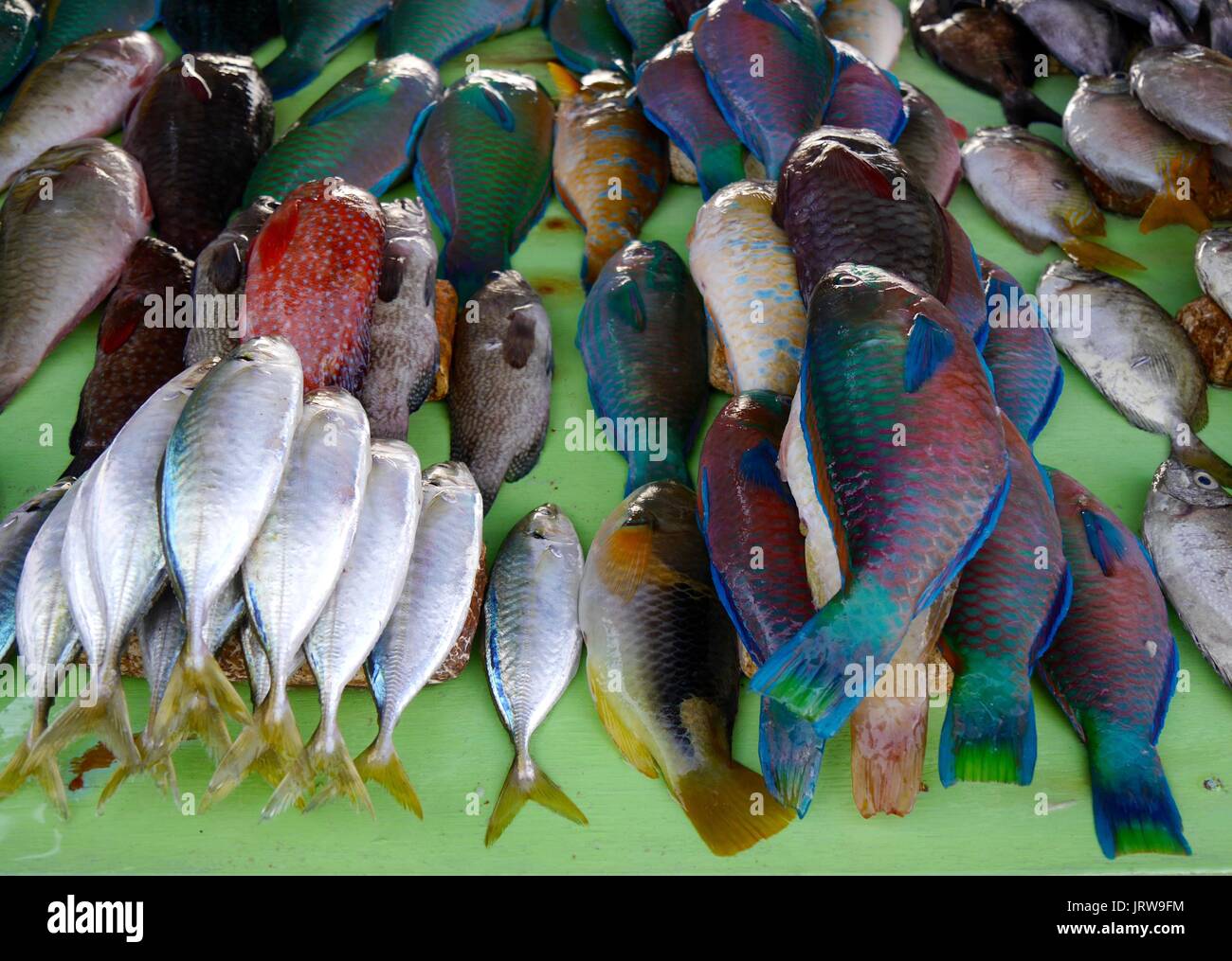 A surprisingly colourful display of fresh fish on display, with several bright blue species, at a beachside stall near Kupang, West Timor, Indonesia Stock Photo