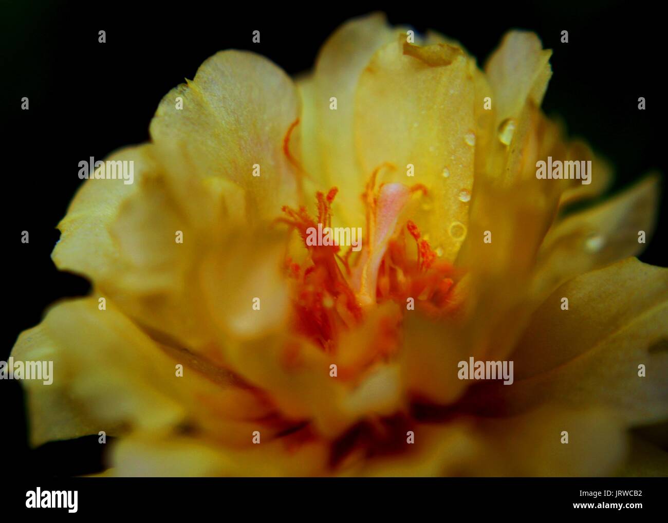 close-up - macro - view of a beautiful yellow color small moss rose - Portulaca - flower fond in a home garden in Sri Lanka Stock Photo