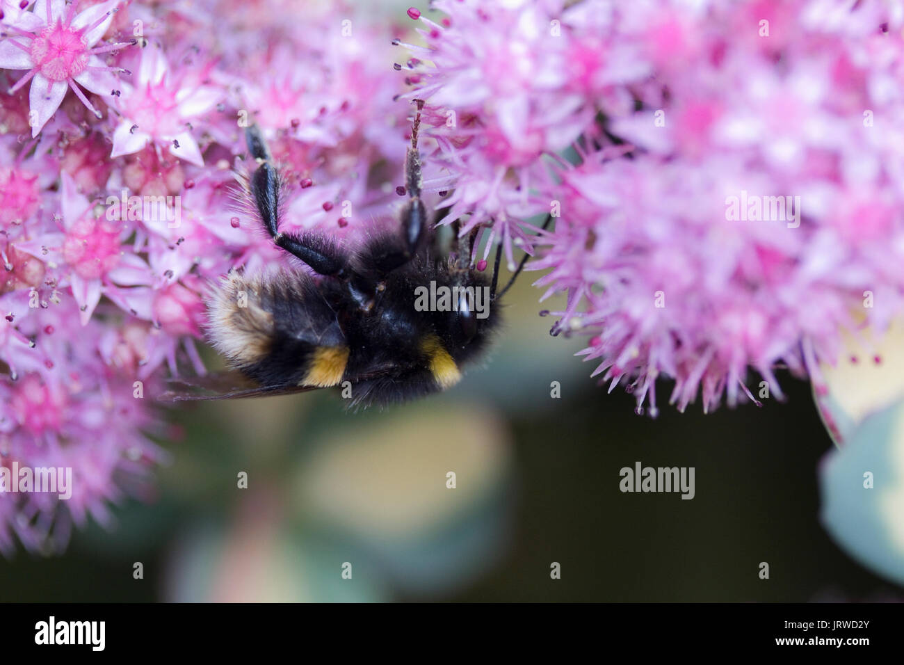 Bee on Sedum (sieboldii Mediovariegata) Stock Photo