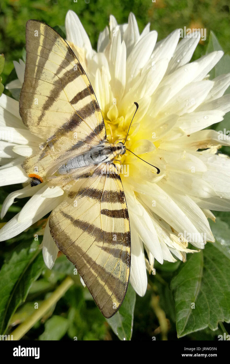 Beautiful butterfly with broken wings Stock Photo Alamy